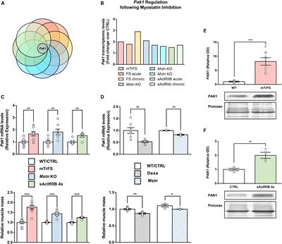 p21-Activated Kinase 1 Is Permissive for the Skeletal Muscle Hypertrophy Induced by Myostatin Inhibition